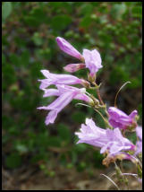 Squaw Creek Falls ©05 Tim Satterfield