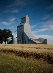 Tall wheat ready for harvest