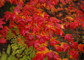 Mckenzie River 227 McK