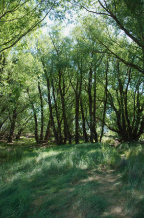 P1110595 Steens Mountain-Frenchglen 