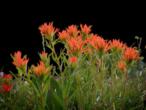 Mountain paintbrush